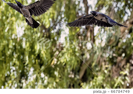 カラス 鳥 鳥類 飛ぶの写真素材