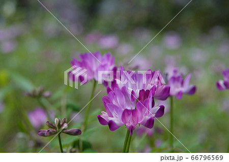 れんげ 雑草 蓮 花畑の写真素材