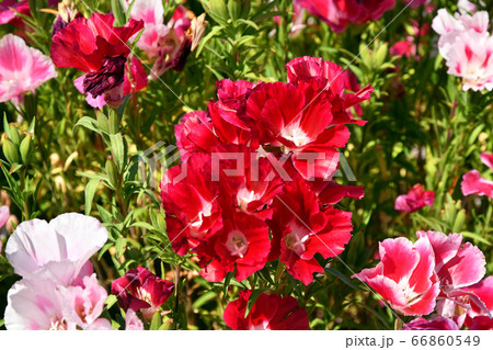 イロマツヨイ ピンクの写真素材