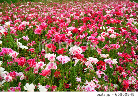 イロマツヨイの写真素材