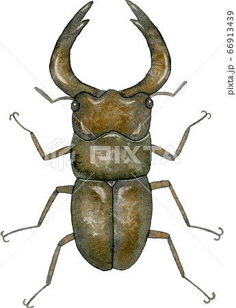 昆虫 クワガタムシ 水彩 イラストのイラスト素材 - PIXTA