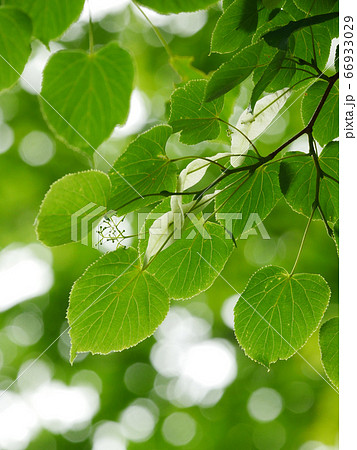 リンデンフラワー セイヨウシナノキ 植物 リンデンバウムの写真素材
