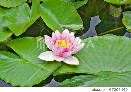 睡蓮 スイレン 水蓮 壁紙の写真素材