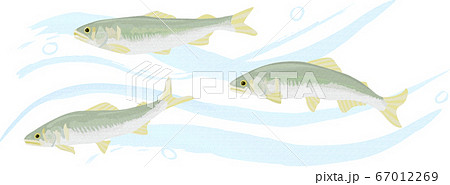 淡水魚 川 池の魚 のイラスト素材集 ピクスタ