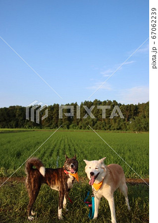 田舎 犬 雑種 柴犬の写真素材