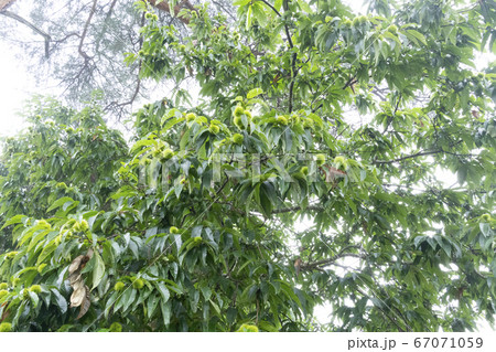 木の実 とげ トゲ 棘 グリーン 葉 植物 フルーツ 緑色の写真素材