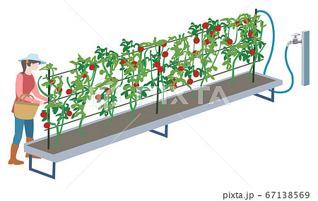ミニトマト栽培のイラスト素材