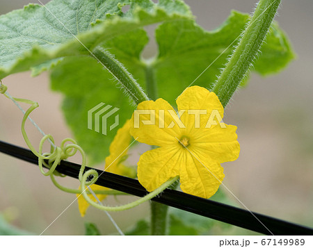 キュウリ雄花の写真素材