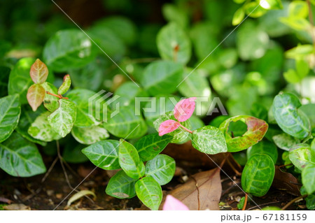 つる性観葉植物の写真素材