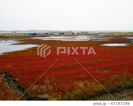 厚岸草 赤い花 珊瑚草 サンゴソウの写真素材