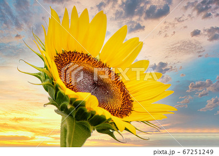 みかんの花咲く丘の写真素材