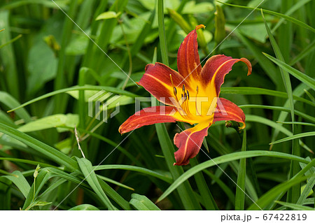 百合 花 ユリ科 オレンジ色の写真素材