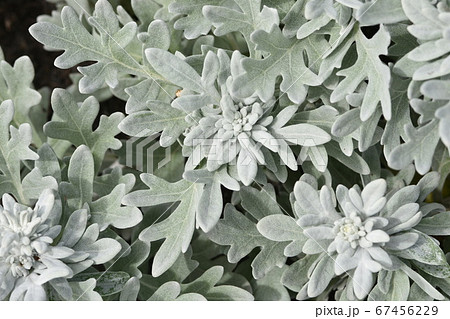 アルテミシア 植物の写真素材