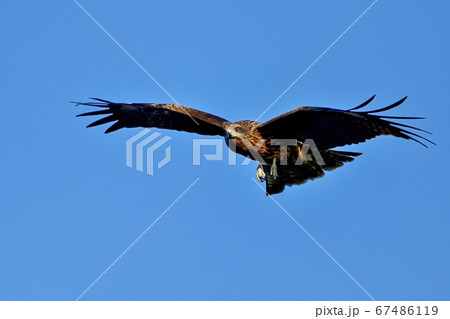 カッコイイ鳥 鳶の写真素材