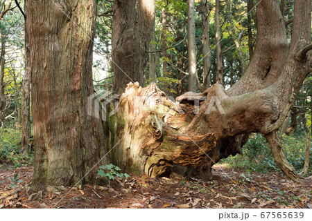 スギ 杉 木肌 樹皮の写真素材 - PIXTA