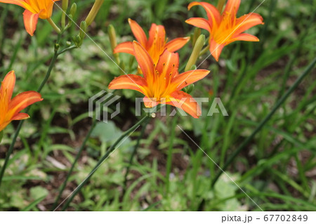 ワスレグサ 山野草 オレンジ色の花の写真素材