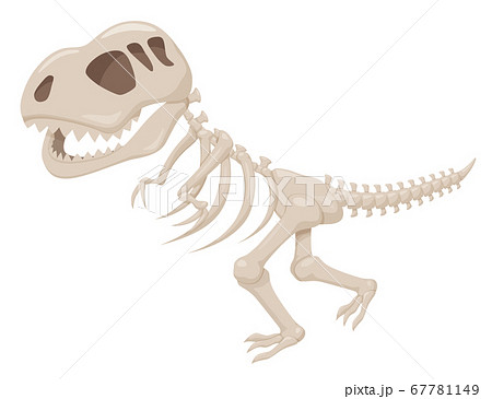 ティラノサウルス 骨の写真素材