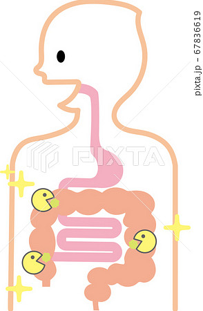 消化器のイラスト素材