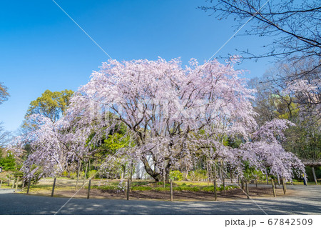 六義園・しだれ桜の写真素材 - PIXTA