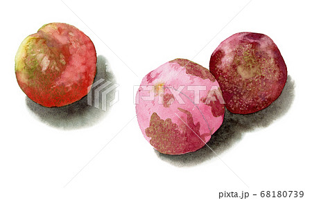 ソルダムのイラスト素材