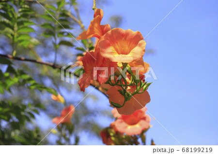 ラッパ型の花の写真素材