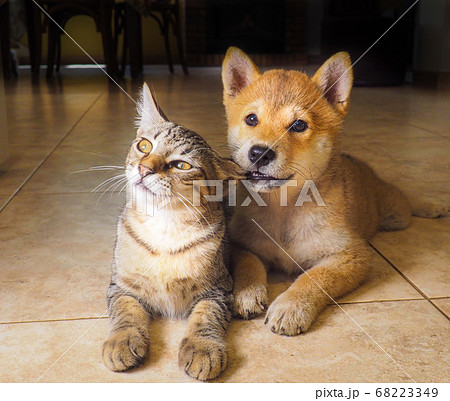 動物 柴犬 犬 猫の写真素材 - PIXTA