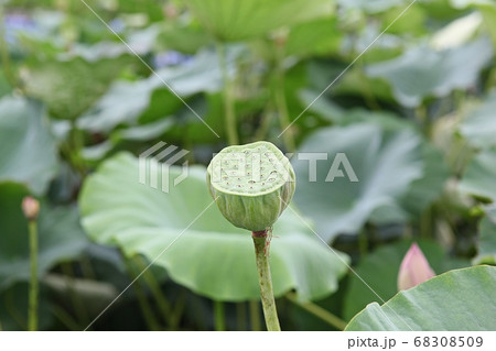 植物 蓮 葉っぱ 葉の写真素材