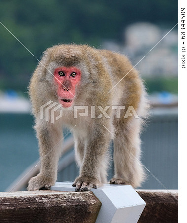 さる サル 猿 女性の写真素材 - PIXTA