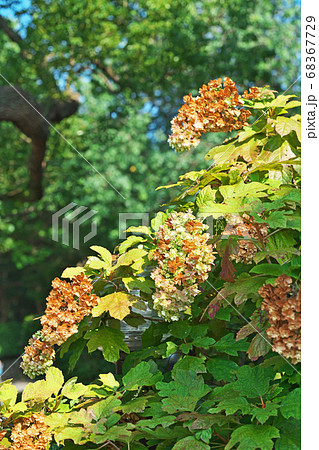 花 茶色 紫陽花の写真素材