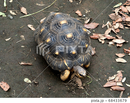 亀 リクガメ ホシガメ 動物の写真素材