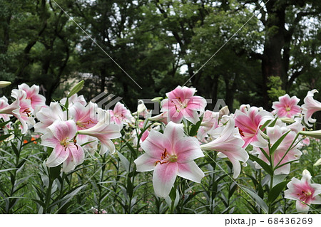 ユリ 花 ピンク 百合の写真素材