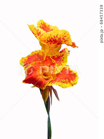 カンナの花 赤い花 季節の花 夏の花の写真素材