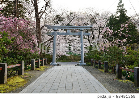 弥彦神社 桜 越後一の宮 弥彦山の写真素材