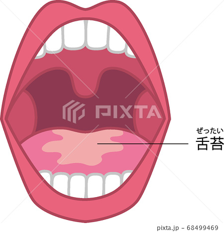 口腔 歯 口 舌のイラスト素材