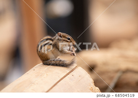 リス 小動物 茶色 シマリス 縞模様の写真素材