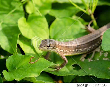 カナヘビの写真素材