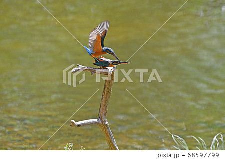 野鳥の交尾の写真素材