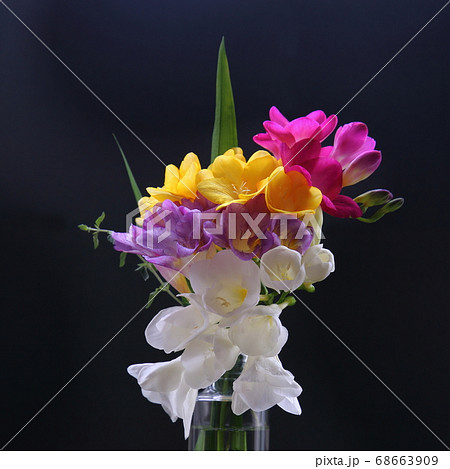 フリージア 花束の写真素材