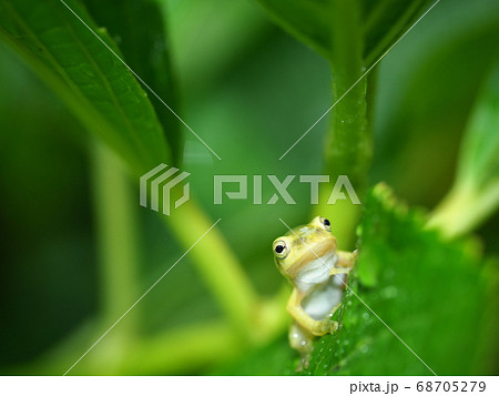 かえる カエル 蛙 しっぽの写真素材 - PIXTA