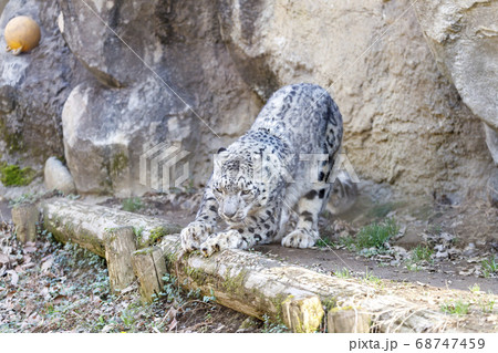 ユキヒョウ 肉食動物 絶滅危惧種 多摩動物公園の写真素材