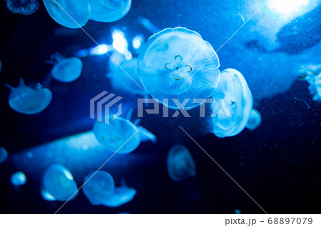 海月姫の写真素材