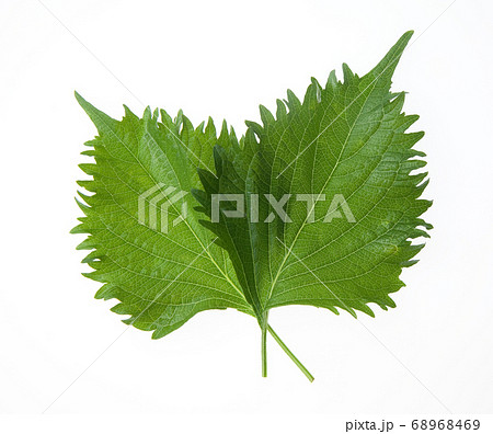 青じその写真素材