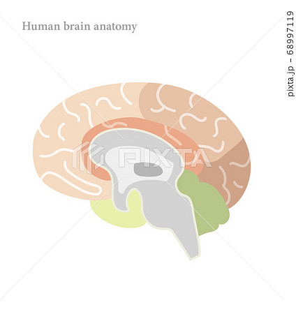 大脳 正面 脳の写真素材