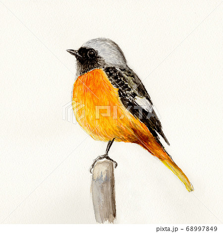 ジョウビタキ ｼﾞｮｳﾋﾞﾀｷ 鳥 水彩の写真素材 - PIXTA