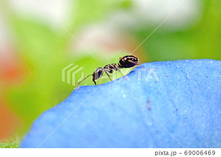 ありんこ 蟻の写真素材