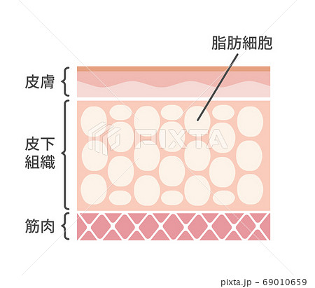 脂肪のイラスト素材