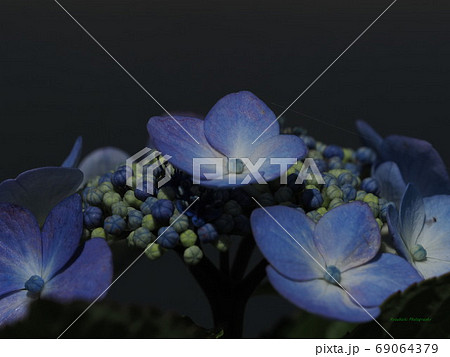 黒背景 花の写真素材