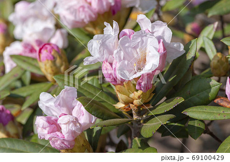 しゃくなげ色の写真素材