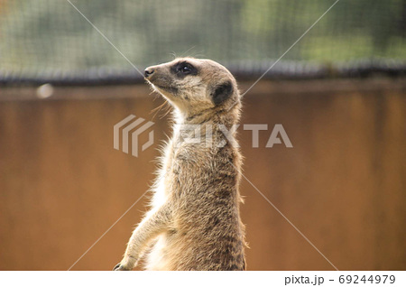 ティモン 動物の写真素材