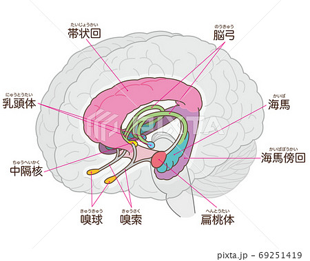 扁桃体のイラスト素材